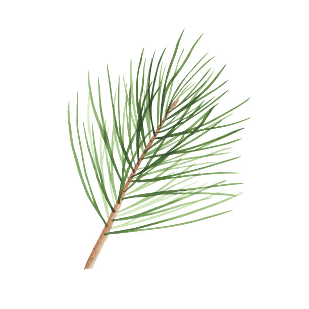 圣诞树松枝孤立在白色背景上。水彩手绘圣诞插画。艺术设计装饰图片下载