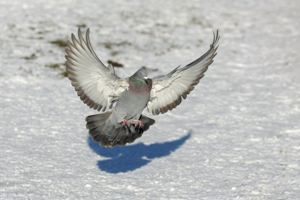野鸽(家鸽或城市鸽)图片下载