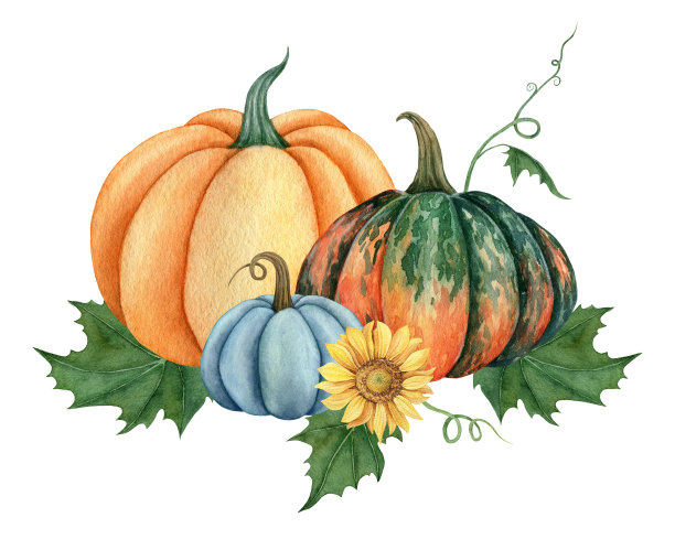 水彩南瓜与叶子和向日葵，秋天插图孤立在白色背景图片下载
