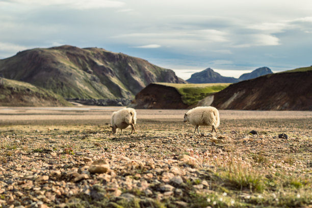 毛茸茸的绵羊在牧场风景照片图片下载