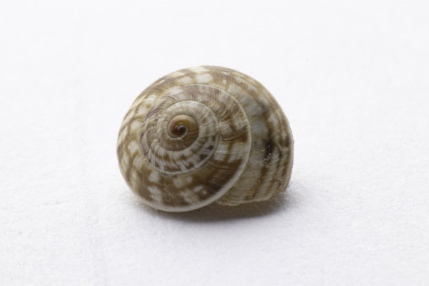 白色背景上孤立的蜗牛壳图片下载