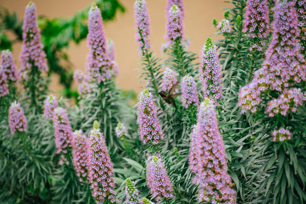 马德拉岛的骄傲，美丽的热带常绿花朵图片下载