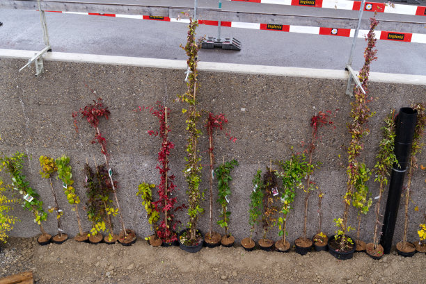 Open day at highway enclosure construction site with plants exhibition for the future public park at Zürich Schwamendingen on a rainy autumn day.图片下载