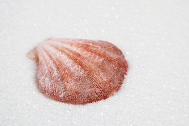 海贝壳与沙子为背景接近图片下载