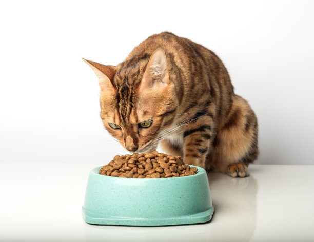 饥饿的猫在白色背景上，靠近装有猫粮的碗。图片下载