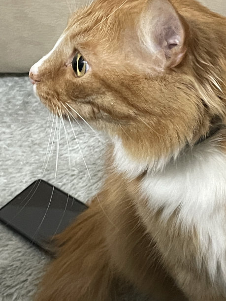 困惑的猫坐在沙发床上的照片图片下载