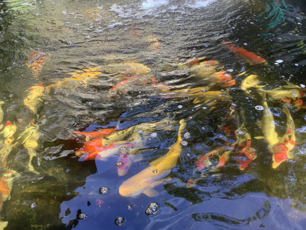 锦鲤在清澈的池塘里欢快地游来游去。图片下载