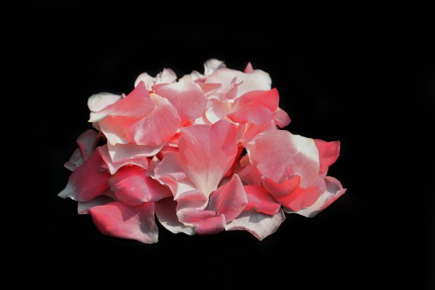 粉红色玫瑰花瓣堆孤立的黑色背景图片下载