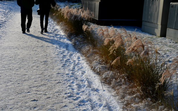 长有干茎和干花的观赏草。在寒冷而低垂的冬日阳光下的一座工业建筑旁。棕色的人围着他们，人们去上班，克莱恩，方丹图片下载