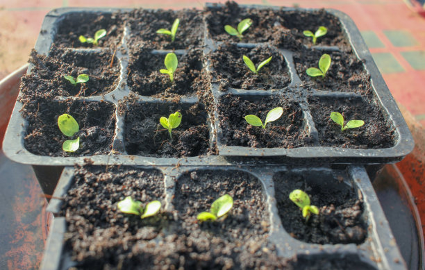 莴苣的种子长得很快图片下载