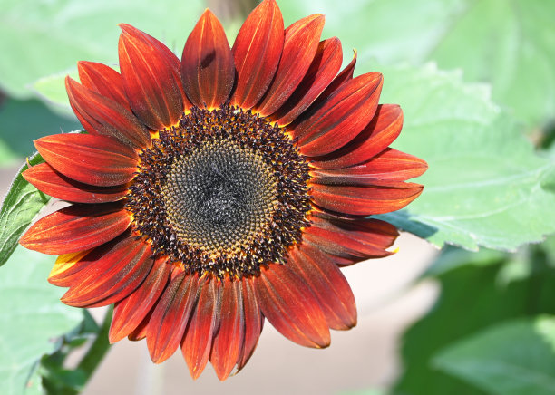 橙色的向日葵图片下载