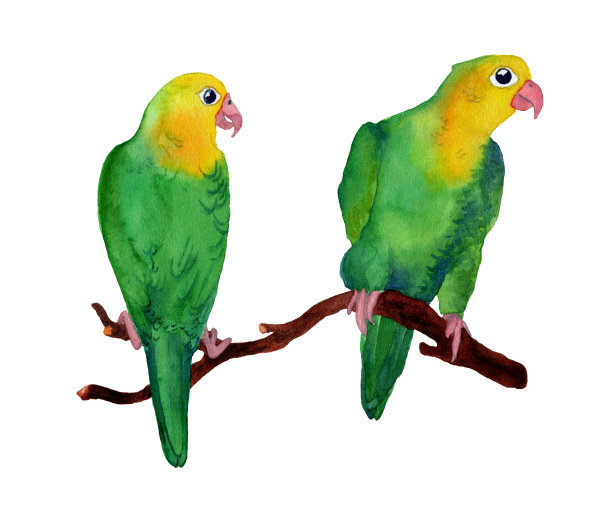 水彩手绘插图的两只爱情鸟在绿色。图片下载