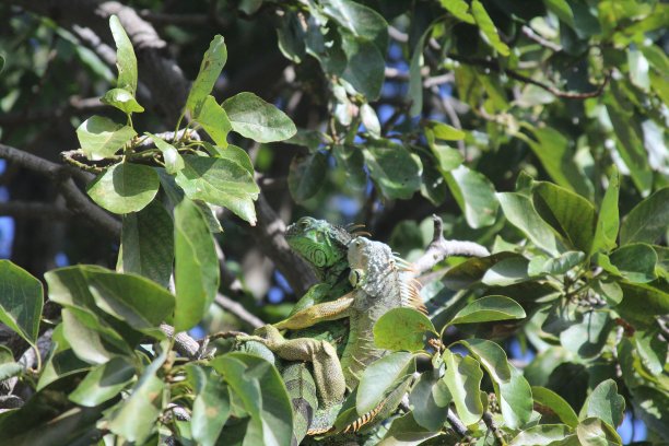 两只鬣蜥在树上伪装图片下载