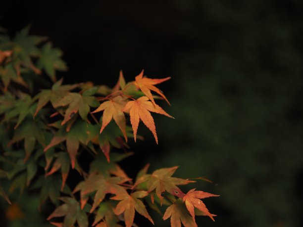 秋天的落叶图片下载