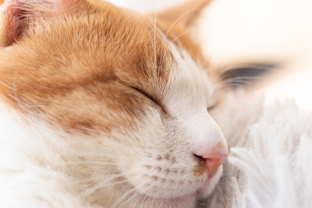 睡觉的猫图片下载