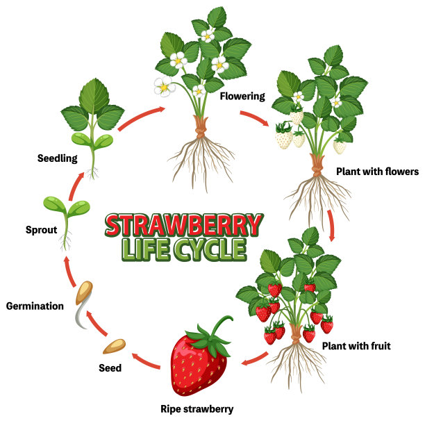 草莓生命周期图图片下载