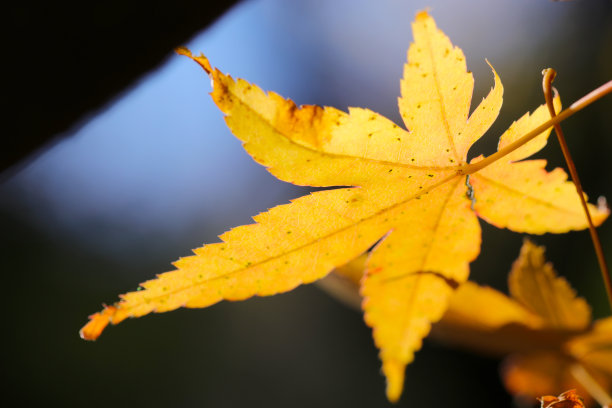 秋天，黄色的枫叶开始变红。背光镜头显示叶脉，近距离微距照片。图片下载