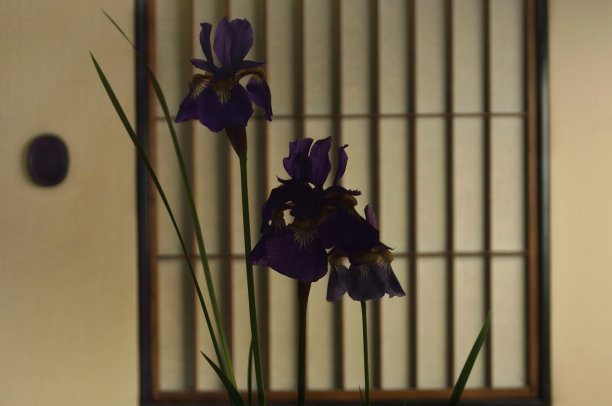 背光下的虹膜图片下载