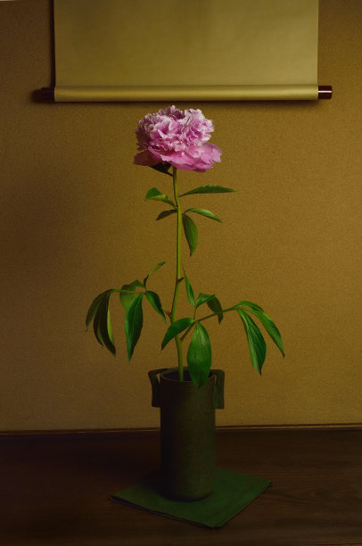 花瓶里的沙库雅库图片下载