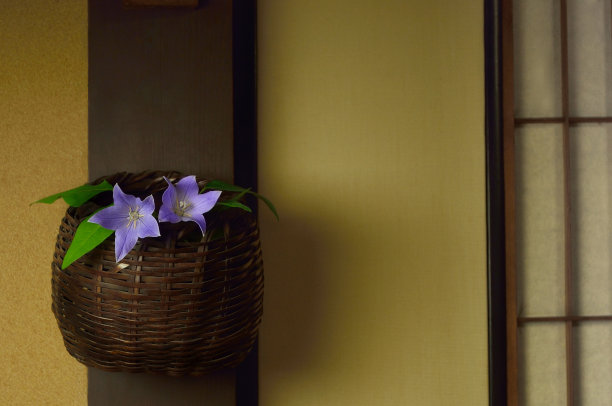 Kikyo在篮子里图片下载