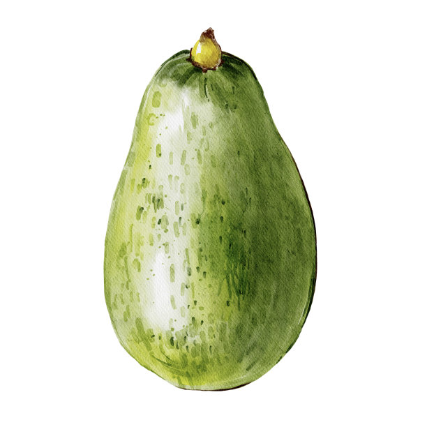牛油果水彩插图在白色背景图片下载