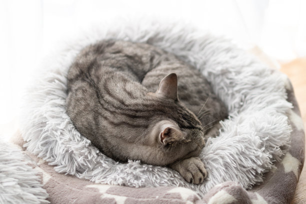 睡觉的猫图片下载