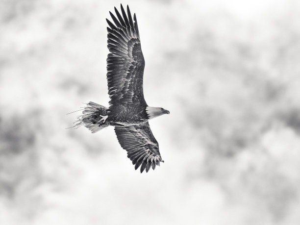 不列颠哥伦比亚省温哥华岛上的鸟类图片下载