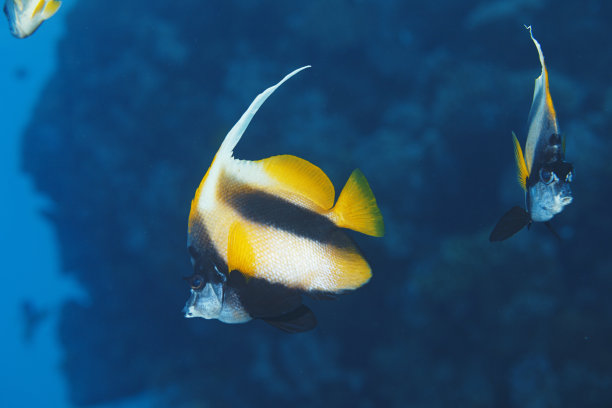 红海旗鱼、水下生物与珊瑚礁摄影作品图片下载