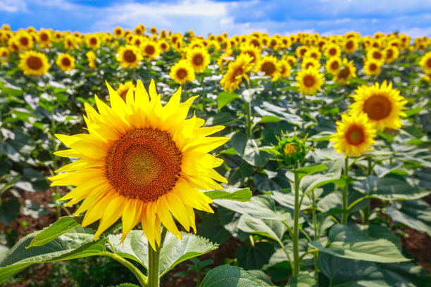 春天田野里黄色向日葵的特写图片下载