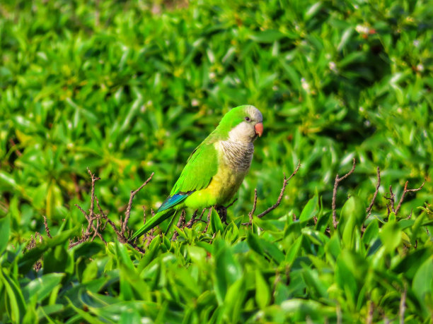 绿色的鹦鹉在树林里图片下载