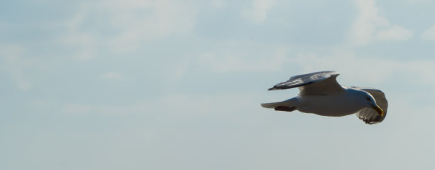 飞翔的海鸥全景图片下载