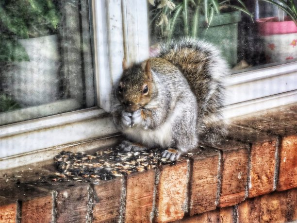 窗台上的灰松鼠图片下载