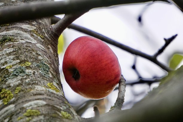一个红苹果挂在没有叶子的树上。秋天，一个苹果挂在苹果树上。苹果树上已经没有叶子的苹果。秋天，一颗深红色的苹果挂在苹果树上。苹果树上的最后一个苹果。图片下载