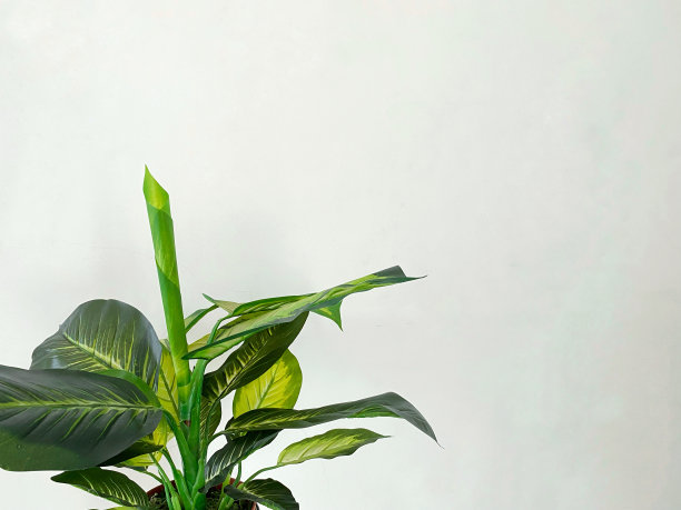 孤立的白色深哑甘蔗植物与白色的墙壁背景图片下载