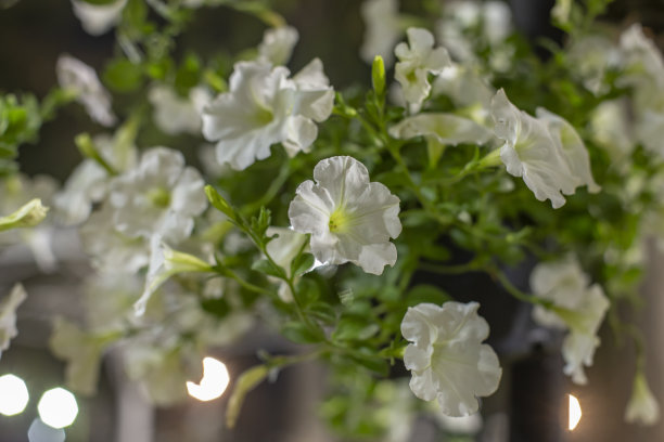 矮牵牛花的特写照片。夜晚模糊的背景。散景背景。图片下载