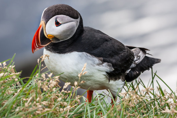 草地上的海雀特写镜头图片下载