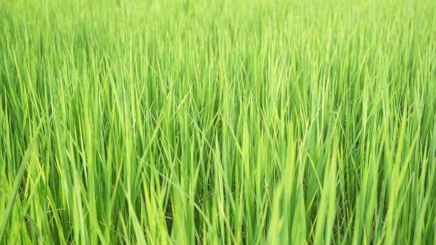 茉莉花米植物背景，空柜台烹饪图片下载