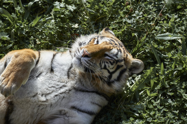 在欧洲西班牙坎塔布里亚的卡巴塞诺自然公园里，一只孟加拉虎脸朝上躺在草地上平静地睡觉图片下载