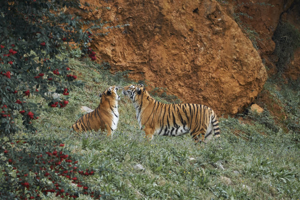 在欧洲西班牙坎塔布里亚的卡巴塞诺自然公园，一对美丽的孟加拉虎互相挑战，开始比赛图片下载