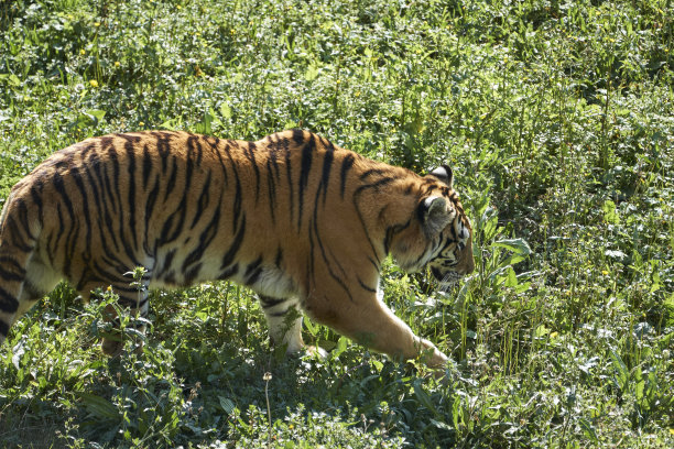 在西班牙坎塔布里亚的卡巴塞诺自然公园，一只孟加拉虎走在草地上的美丽侧面肖像图片下载