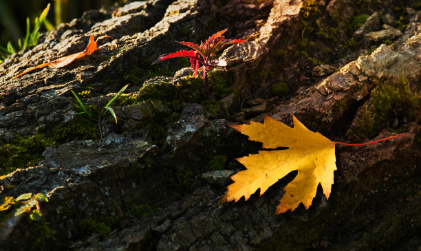 倒下的树的树皮在秋天与植物和树叶图片下载