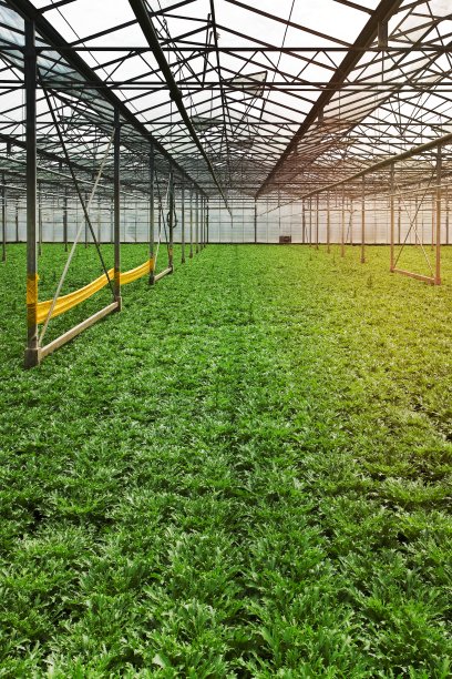 在温室里种植菊苣植物图片下载