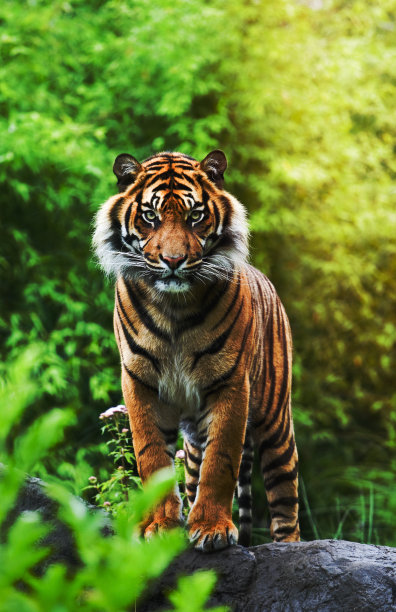 以竹林为背景的亚洲或孟加拉虎图片下载