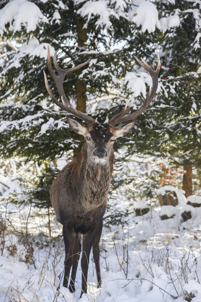 一只鹿在冬天的肖像在自然地形。图片下载