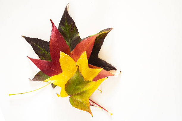 一些枫叶孤立在白色的背景上，促进秋天。秋天的主题图片下载
