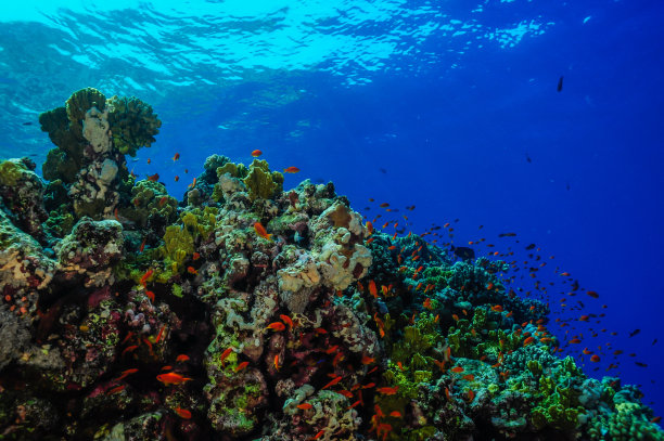 海底世界：珊瑚礁上的生物图片下载