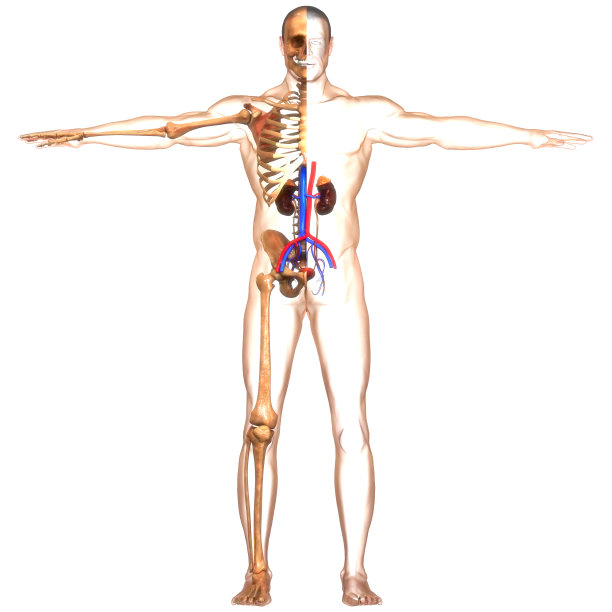 人体泌尿系统肾脏与膀胱解剖图片下载