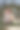在后院，一名妇女带着一只在圣诞花环中的狗图片下载