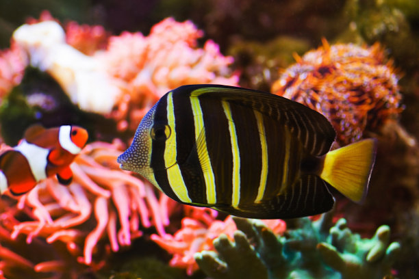 太平洋帆鳍汤图片下载