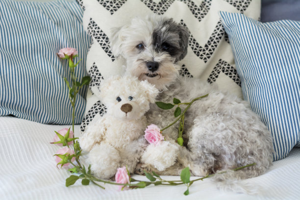 狗狗在毛绒玩具的床上放松图片下载